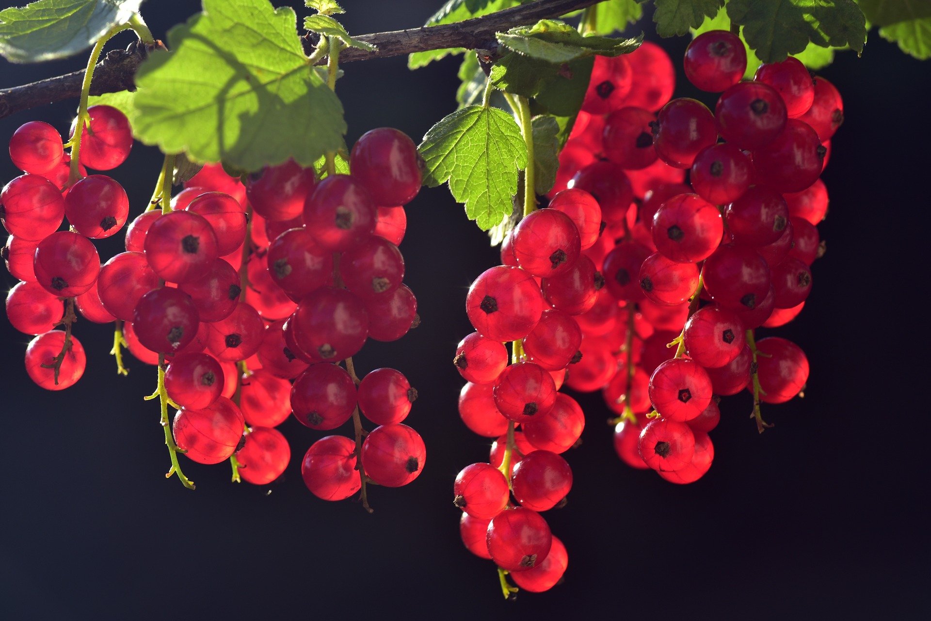 currants-g1618386b5-1920