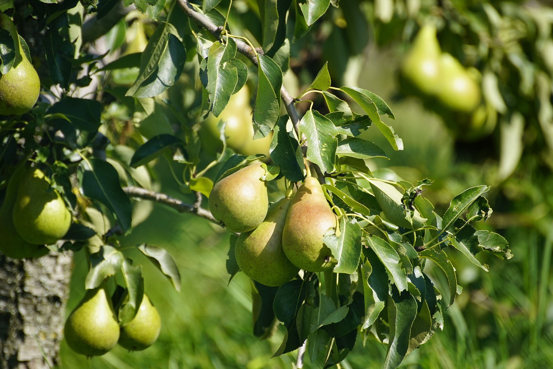 pears-g0d998c013-1920